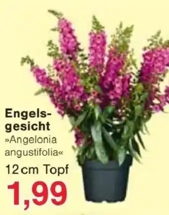 Jawoll Engels- gesicht Angebot