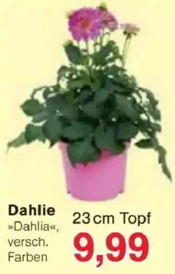 Jawoll Dahlie Angebot