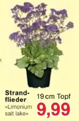 Jawoll Strand- flieder Angebot