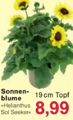 Jawoll Sonnen- blume Angebot