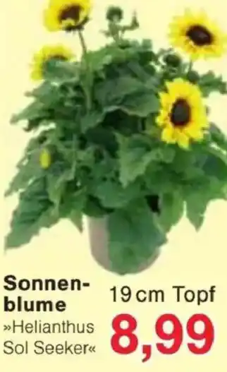 Jawoll Sonnen- blume Angebot
