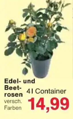Jawoll Edel- und Beet- rosen Angebot