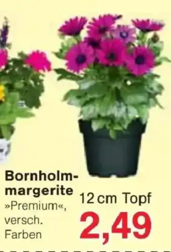 Jawoll Bornholm- margerite Angebot