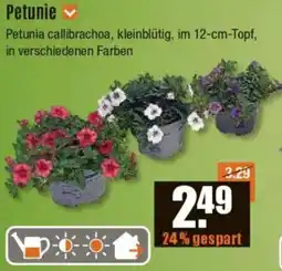 V Baumarkt Petunie Angebot