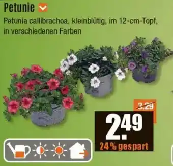 V Baumarkt Petunie Angebot