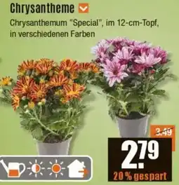 V Baumarkt Chrysantheme Angebot