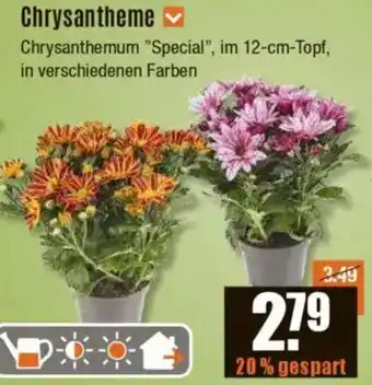 V Baumarkt Chrysantheme Angebot