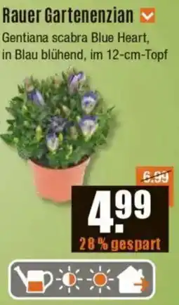 V Baumarkt Rauer Gartenenzian Angebot
