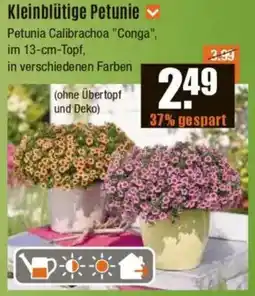 V Baumarkt Kleinblütige Petunie Angebot