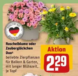 REWE Raschelblume oder Zauberglöckchen Duo Angebot