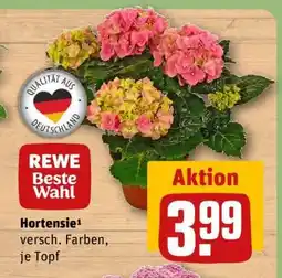 REWE Hortensie¹ Angebot