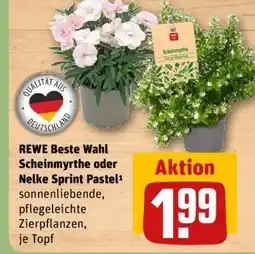 REWE REWE Beste Wahl Scheinmyrthe oder Nelke Sprint Pastel Angebot