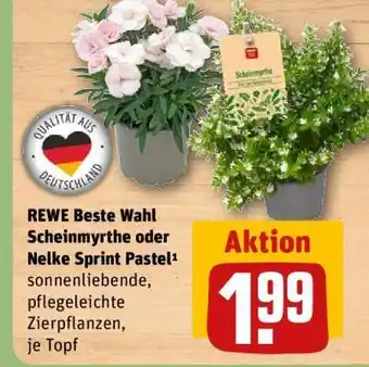 REWE REWE Beste Wahl Scheinmyrthe oder Nelke Sprint Pastel Angebot