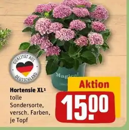 REWE Hortensie XL Angebot