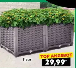 Norma BRAUN Angebot