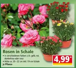Norma Rosen in Schale Angebot