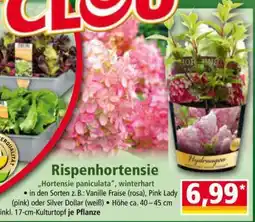 Norma Rispenhortensie Angebot