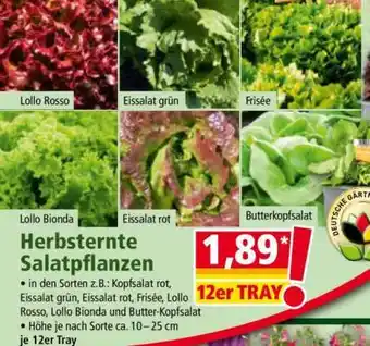 Norma Herbsternte Salatpflanzen Angebot