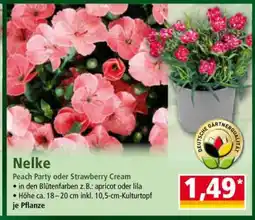 Norma Nelke Angebot