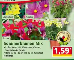 Norma Sommerblumen Mix Angebot