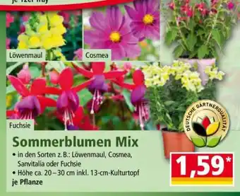 Norma Sommerblumen Mix Angebot