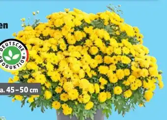 Thomas Philipps Kugelchrysantheme Angebot