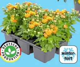 Thomas Philipps Chrysanthemen Angebot