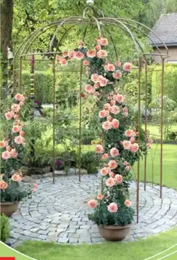 Thomas Philipps Rosenpavillon Angebot