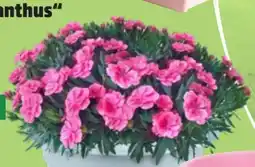 Thomas Philipps Nelken Dianthus Angebot