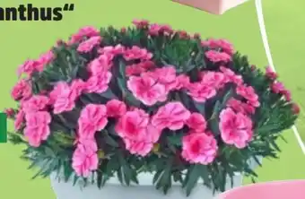 Thomas Philipps Nelken Dianthus Angebot