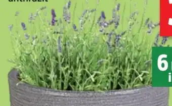 Thomas Philipps Lavendel Angebot