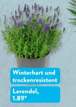Aldi Süd Gardenline Lavendel Angebot