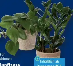 Lidl Grünpflanze im Topf Angebot