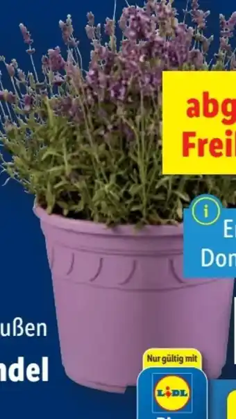 Lidl Lavendel XXL Angebot