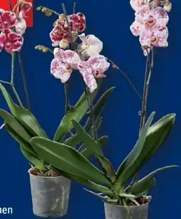 Lidl Schmetterlingsorchidee Angebot