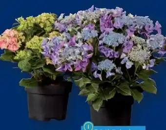 Lidl Gartenhortensien Angebot