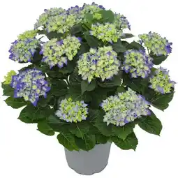 toom Baumarkt XL Ballhortensie Angebot