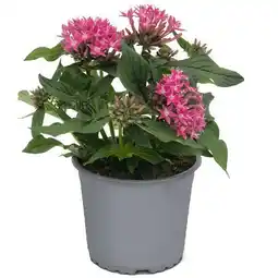 toom Baumarkt Toom Beetpflanzen-Mix Hot Spot Angebot