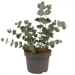 toom Baumarkt Eukalyptus Angebot
