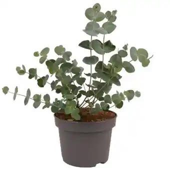 toom Baumarkt Eukalyptus Angebot