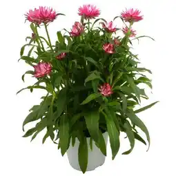 toom Baumarkt Garten-Strohblume Angebot