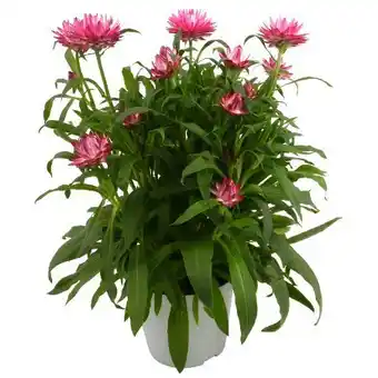 toom Baumarkt Garten-Strohblume Angebot