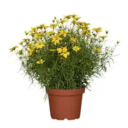toom Baumarkt Toom Mädchenauge Angebot