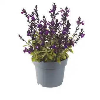toom Baumarkt Herbstsalbei Angebot