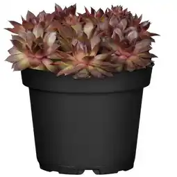 toom Baumarkt Toom Sempervivum Sondersorten-Mix Angebot