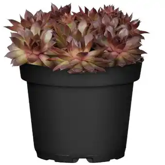 toom Baumarkt Toom Sempervivum Sondersorten-Mix Angebot