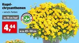 Thomas Philipps Deutsche produktion kugelchrysanthemen Angebot