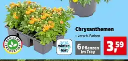 Thomas Philipps Deutsche produktion chrysanthemen Angebot