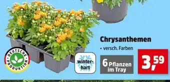 Thomas Philipps Deutsche produktion chrysanthemen Angebot