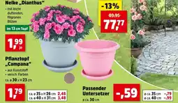Thomas Philipps Nelke „dianthus“ Angebot